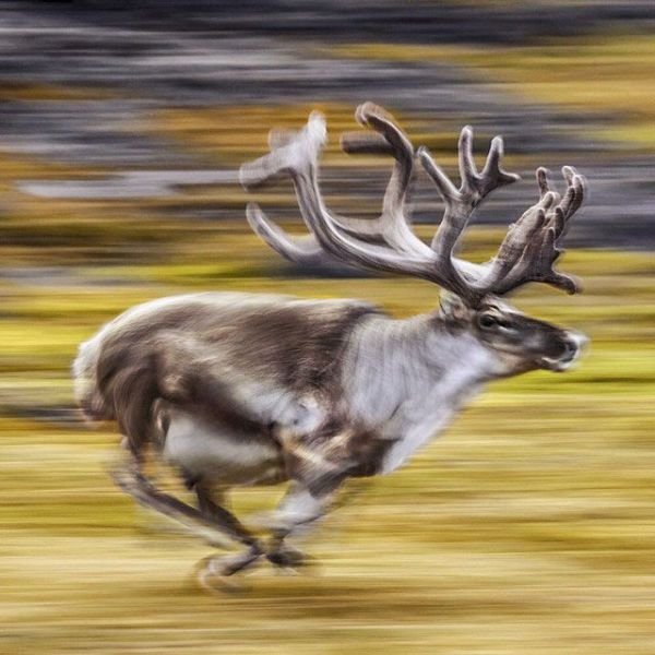 Изумительные фотографии National Geographic в Instagram (32 фото) Изумительные фотографии National Geographic в Instagram (32 фото)