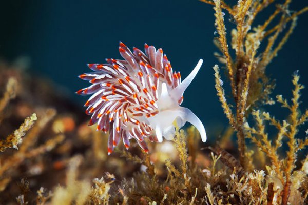 ��������� ��������� � ����������� ���������� ������� (22 ����)