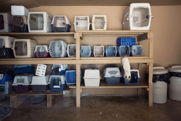 The Cat House on the Kings  - ����� ������� � ���� ����� ��� ����� (22 ����)