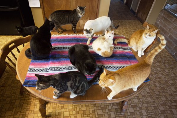 The Cat House on the Kings  - ����� ������� � ���� ����� ��� ����� (22 ����)