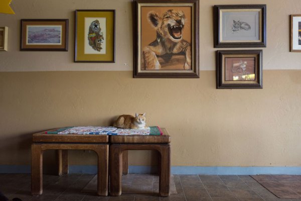 The Cat House on the Kings  - ����� ������� � ���� ����� ��� ����� (22 ����)