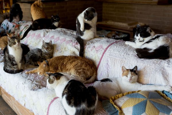 The Cat House on the Kings  - ����� ������� � ���� ����� ��� ����� (22 ����)