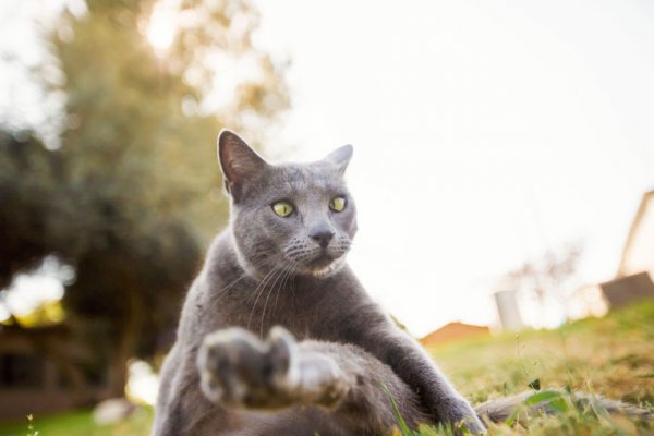 The Cat House on the Kings  - ����� ������� � ���� ����� ��� ����� (22 ����)
