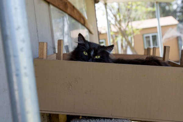 The Cat House on the Kings  - ����� ������� � ���� ����� ��� ����� (22 ����)