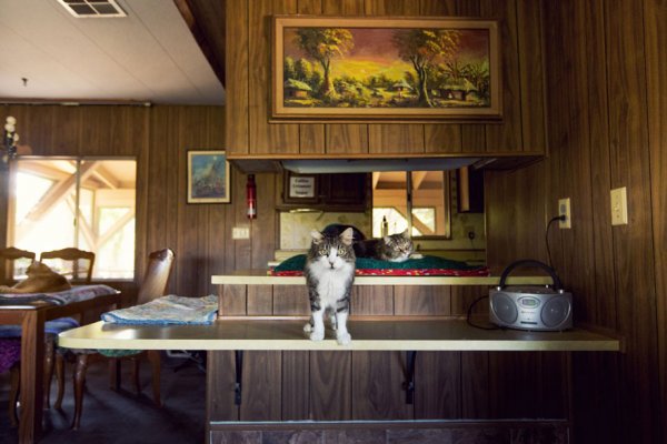 The Cat House on the Kings  - ����� ������� � ���� ����� ��� ����� (22 ����)