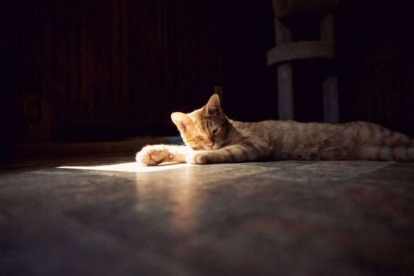 The Cat House on the Kings  - ����� ������� � ���� ����� ��� ����� (22 ����)