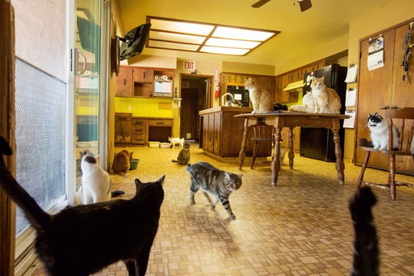 The Cat House on the Kings  - ����� ������� � ���� ����� ��� ����� (22 ����)