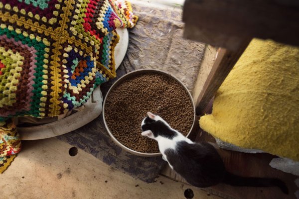 The Cat House on the Kings  - ����� ������� � ���� ����� ��� ����� (22 ����)