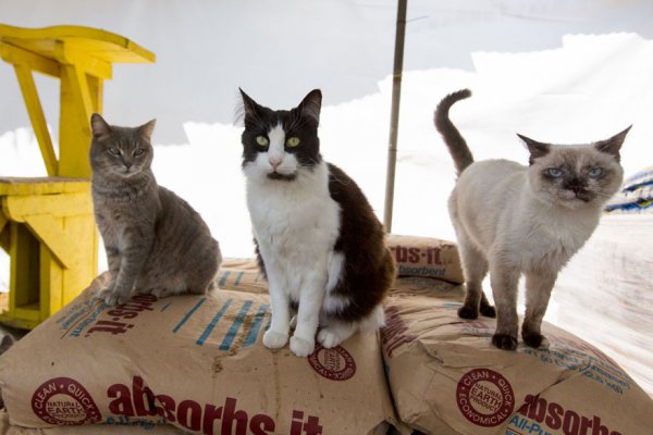 The Cat House on the Kings  - ����� ������� � ���� ����� ��� ����� (22 ����)