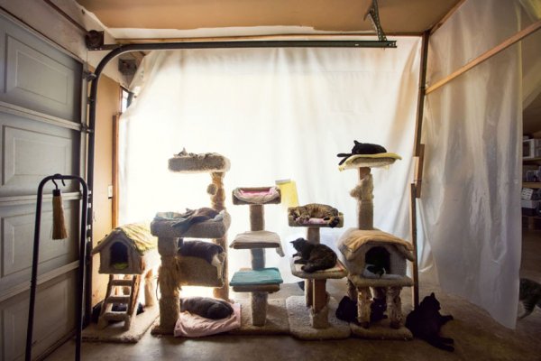 The Cat House on the Kings  - ����� ������� � ���� ����� ��� ����� (22 ����)