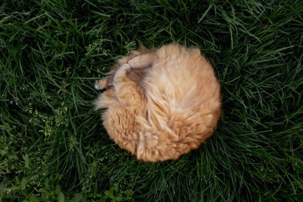 The Cat House on the Kings  - ����� ������� � ���� ����� ��� ����� (22 ����)