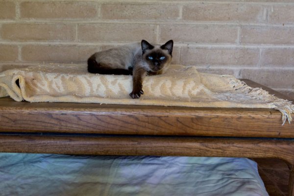 The Cat House on the Kings  - ����� ������� � ���� ����� ��� ����� (22 ����)