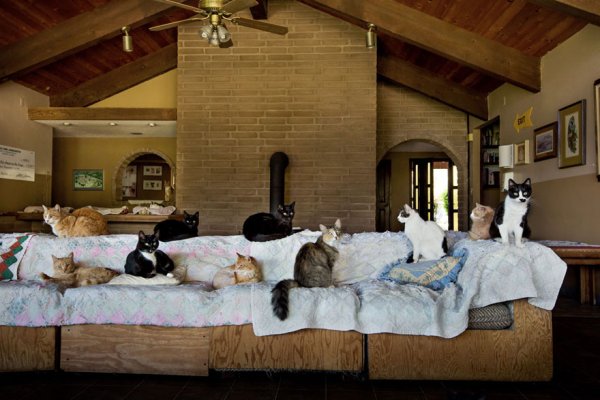The Cat House on the Kings  - ����� ������� � ���� ����� ��� ����� (22 ����)