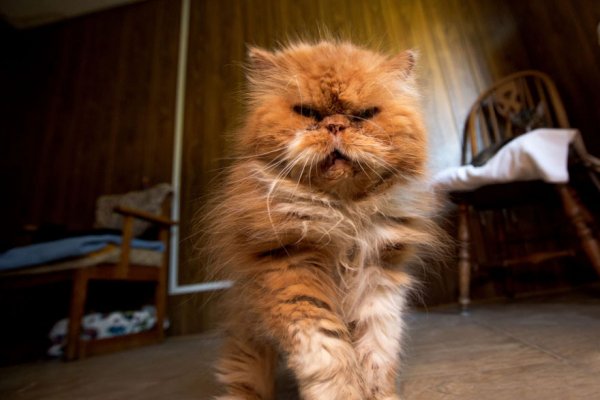 The Cat House on the Kings  - ����� ������� � ���� ����� ��� ����� (22 ����)