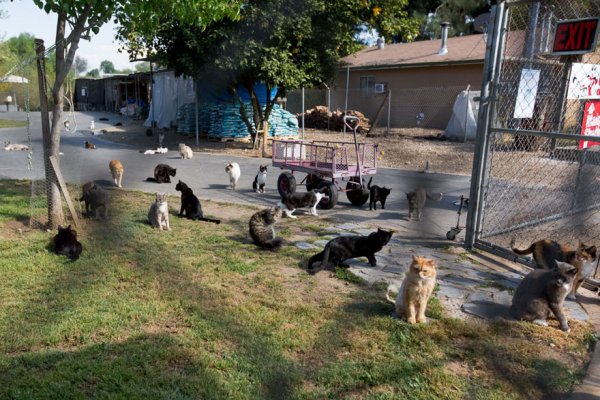 The Cat House on the Kings  - ����� ������� � ���� ����� ��� ����� (22 ����)