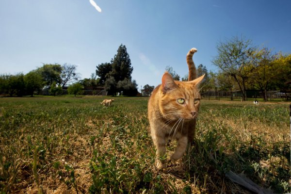 The Cat House on the Kings  - ����� ������� � ���� ����� ��� ����� (22 ����)