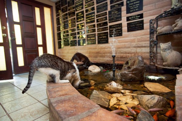 The Cat House on the Kings  - ����� ������� � ���� ����� ��� ����� (22 ����)