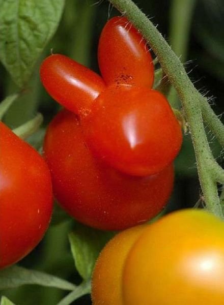 Овощи и корнеплоды, которые отчаянно пытаются быть чем-то другим (28 фото) Овощи и корнеплоды, которые отчаянно пытаются быть чем-то другим (28 фото)