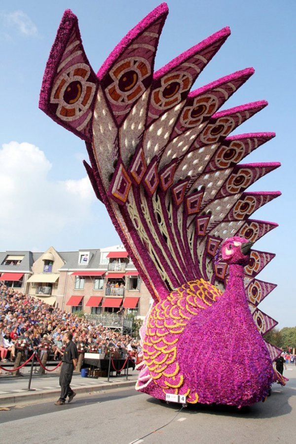 � ����������� ������ ����� ������ Corso Zundert 2014 (27 ����)