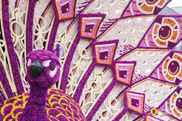 � ����������� ������ ����� ������ Corso Zundert 2014 (27 ����)