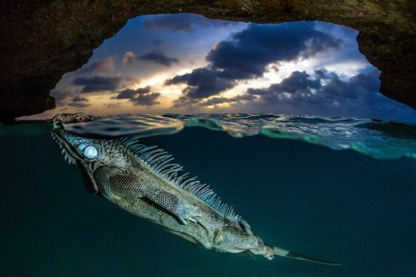 ������� ���������� 2014 ���� �� National Geographic (23 ����)
