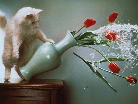 Прикольные картинки с котиками и кошечками (14 шт) Прикольные картинки с котиками и кошечками (14 шт)