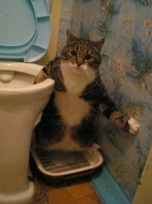 Прикольные картинки с котиками и кошечками (14 шт) Прикольные картинки с котиками и кошечками (14 шт)