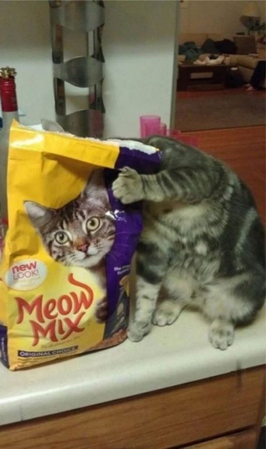 Прикольные картинки с котиками и кошечками (14 шт) Прикольные картинки с котиками и кошечками (14 шт)