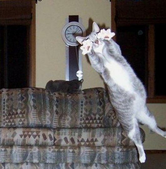 Прикольные картинки с котиками и кошечками (14 шт) Прикольные картинки с котиками и кошечками (14 шт)