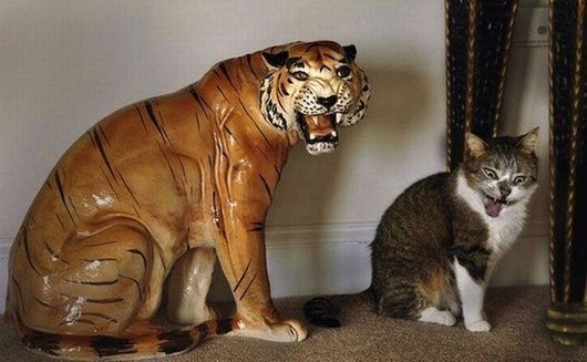 Прикольные картинки с котиками и кошечками (14 шт) Прикольные картинки с котиками и кошечками (14 шт)