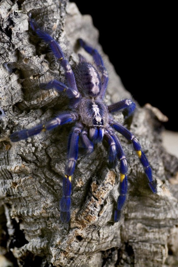 ������������� �������� Poecilotheria metallica (17 ����)