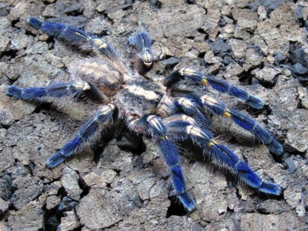 ������������� �������� Poecilotheria metallica (17 ����)