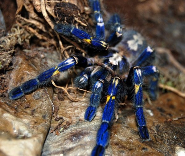 ������������� �������� Poecilotheria metallica (17 ����)