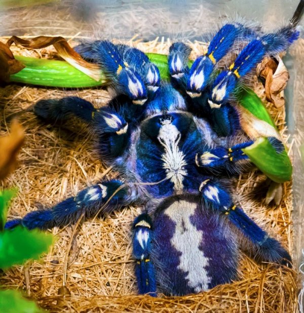 ������������� �������� Poecilotheria metallica (17 ����)