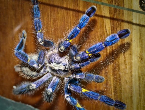������������� �������� Poecilotheria metallica (17 ����)