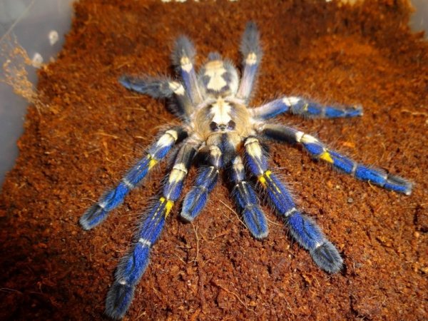 ������������� �������� Poecilotheria metallica (17 ����)