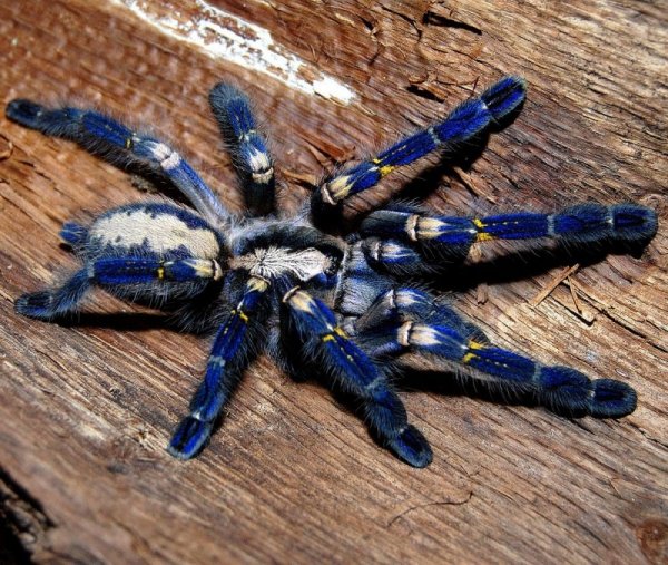 ������������� �������� Poecilotheria metallica (17 ����)