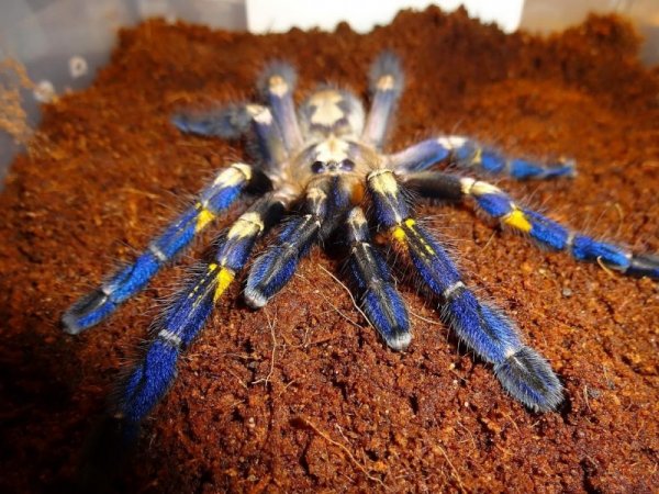 ������������� �������� Poecilotheria metallica (17 ����)