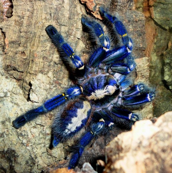 ������������� �������� Poecilotheria metallica (17 ����)