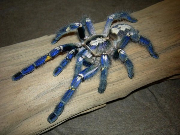 ������������� �������� Poecilotheria metallica (17 ����)
