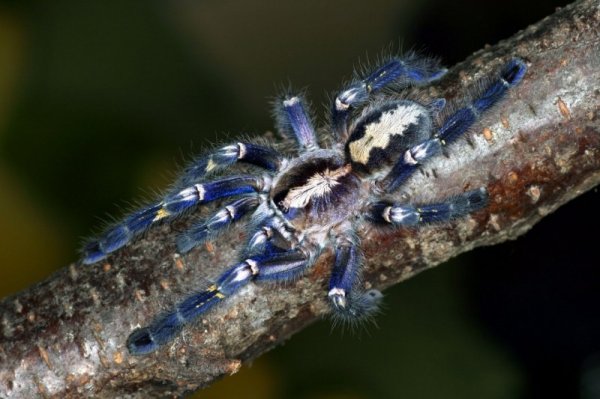������������� �������� Poecilotheria metallica (17 ����)