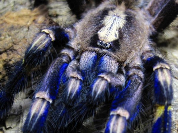 ������������� �������� Poecilotheria metallica (17 ����)