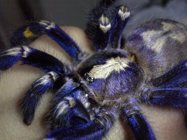 ������������� �������� Poecilotheria metallica (17 ����)