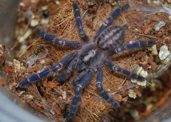 ������������� �������� Poecilotheria metallica (17 ����)