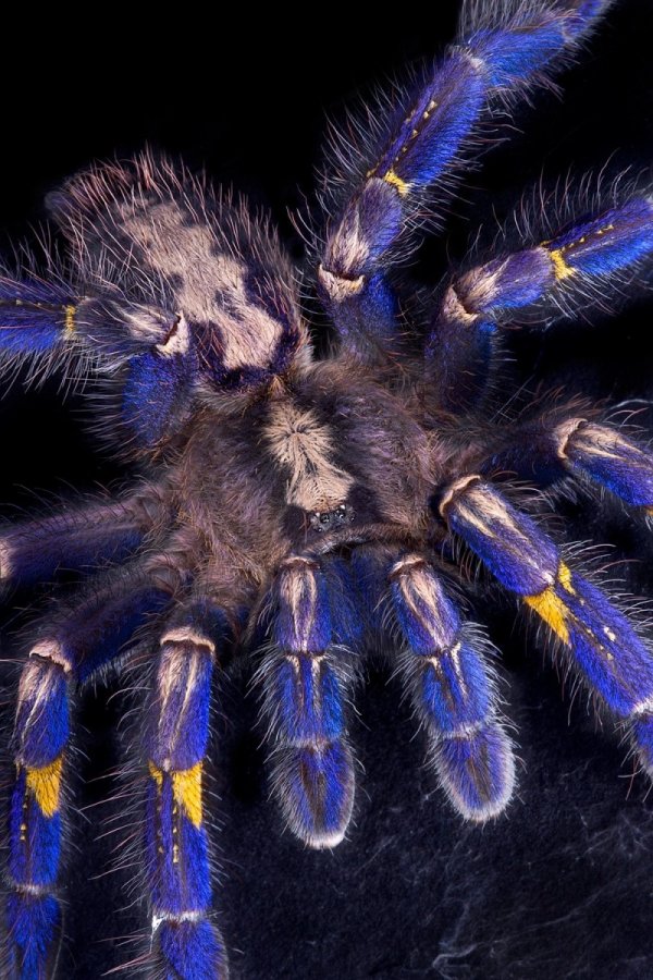 ������������� �������� Poecilotheria metallica (17 ����)
