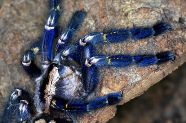 ������������� �������� Poecilotheria metallica (17 ����)