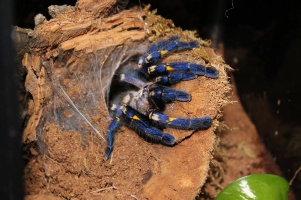 ������������� �������� Poecilotheria metallica (17 ����)