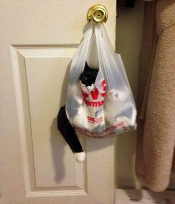 �����, ������� �������� ��� ���������� (15 ����)