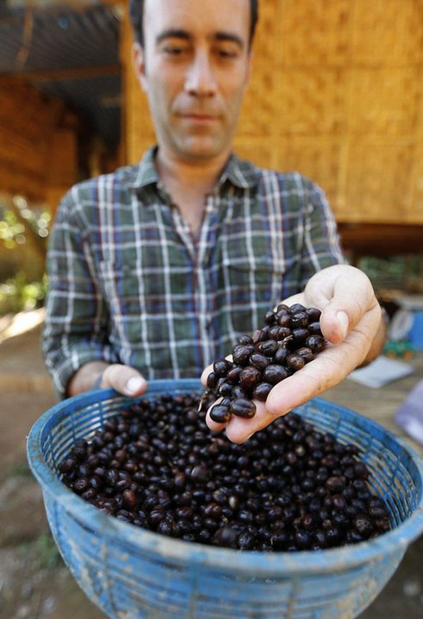 Black Ivory Coffee: ����� ������� ���� � ���� (8 ����)