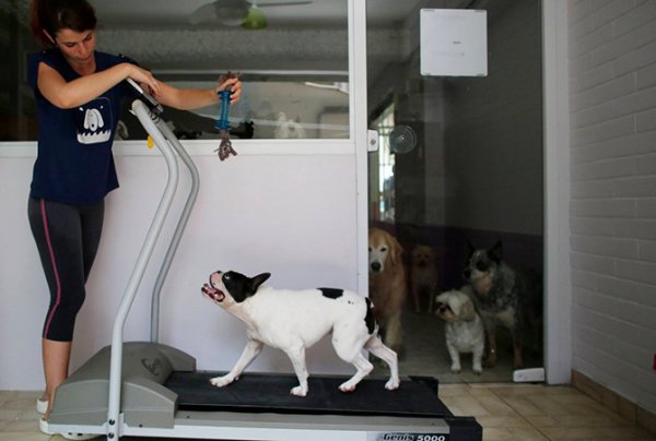 ������� ������� ��� "Dog Resort" � ���-����� (11 ����)